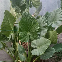 فروش گل بابا ادم