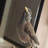 جوجه مینا شاه تخم اصل شهریار نسل جمله گو و پرحرف