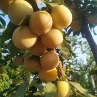 آلو قطره طلا (آلو بخارا)
