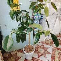 گل و گیاه