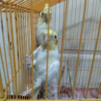 عروس هلندی