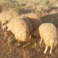 گوسفندبره ماده