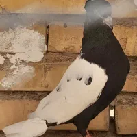 کبوتر