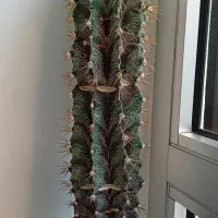 آستریا 10 ساله خانگی