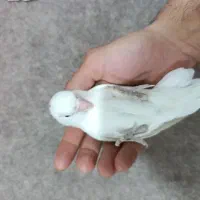 طوطی کوتوله برزیلی