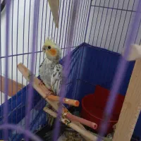 ۴ عدد عروس هلندی ۲ ماهه