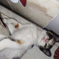 گربه
