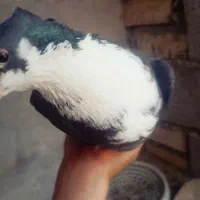 کبوتر رسمی