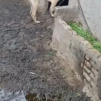سگ سرکلدار