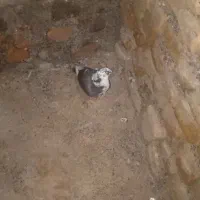 کفتر یا کبوتر