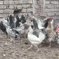 تخم مرغ و نیمچه گلین