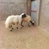 قوچ|حیوانات مزرعه|بروجرد, |دیوار