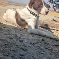 وگذاری توله ماده خراسانی