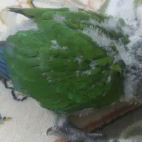 گرینچیک|پرنده|مشهد, کریم آباد|دیوار