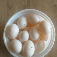 کبوتر تخم کفتر