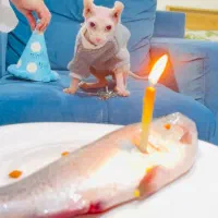 گربه بدون مو