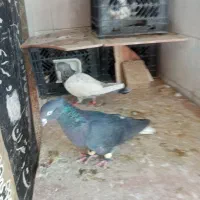 کفتر بهبهونی دو عدد