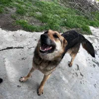 سگ ژرمن
