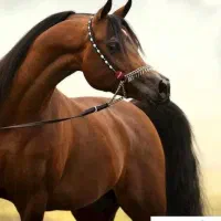 استخدام نیرو برای اصطبل اسب