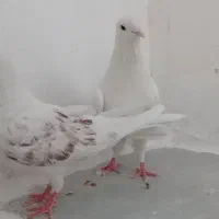 یک جفت نر و ماده تهرانی