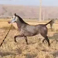 فروش فوری