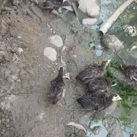 فروش ۱۲ عدد جوجه بقلمون در شاندرمن