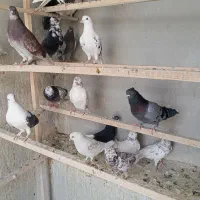 کبوتر کاشونی