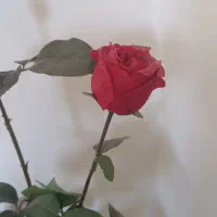 گلدان گل رز