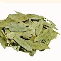 گیاه دارویی