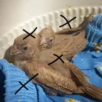 جفت فنچ جغدی مولدکار داده با۲ جوجه دونخور