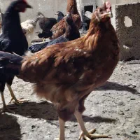 خروس