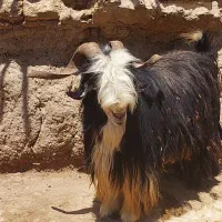 دوبر