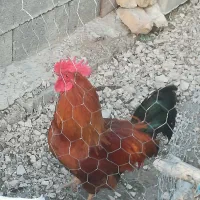 باسلام خروس کوردی