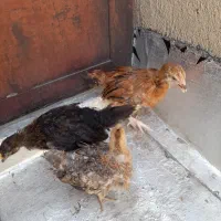 جوجه گلپایگان