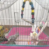 عروس هلندی ، مرغ عشق ، فنج ـ کارتن کولر گازی