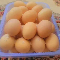 تخم مرغ نطفه دار امروک امریکایی خالص بهترین نژاد