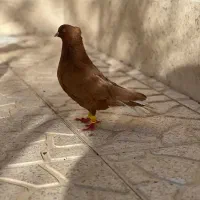 جفت کبوتر زرد دم سفید