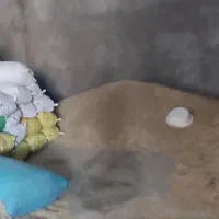 جو دیم