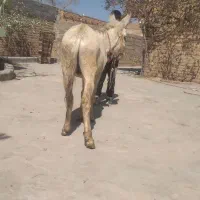 الاغ نر|حیوانات مزرعه|تفرش, |دیوار