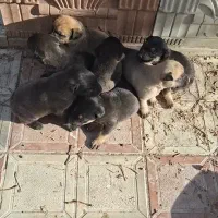 واگذاری پیتبول