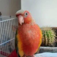 جوجه گرینجیگ آناناسی رد استریم فول دستی