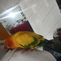 طوطی نژاد خوردشیدی