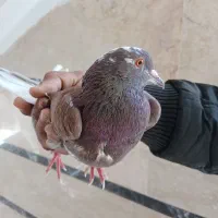 کبوتر  سالم