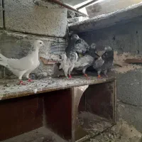کفتر|پرنده|میناب, |دیوار