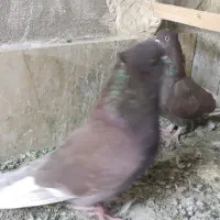 سرخ کاکلی تهرانی اصل
