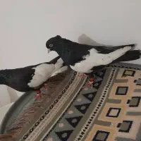 کبوتر یبال سفید
