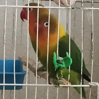 طوطی کوتوله برزیلی نژادفیشر جفت