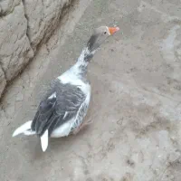 غاز نر