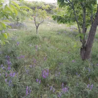 ۲۳هزارمترمربع ویلایی میناآباد