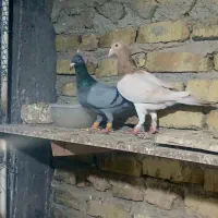 هفترنگ‌ خطی نروماده